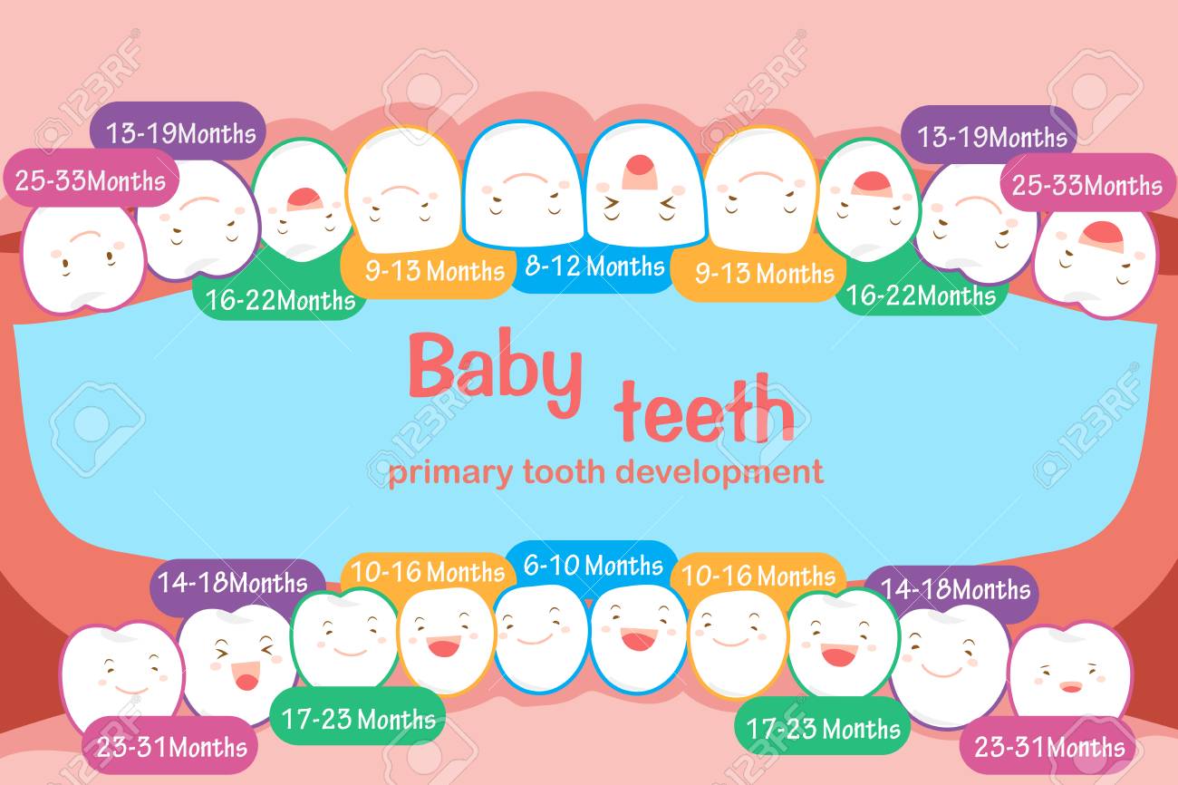 Baby Tooth Chart. Royalty Free Cliparts, Vectors, And Stock 