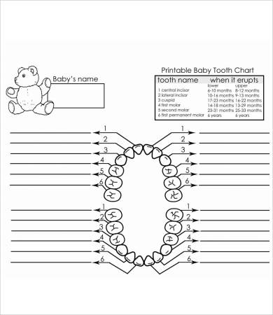 Baby Teeth Chart   8+ Free PDF Documents Download | Free & Premium 