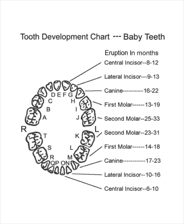 Baby Teeth Growth Chart Template   5+ Free PDF Documents Download 