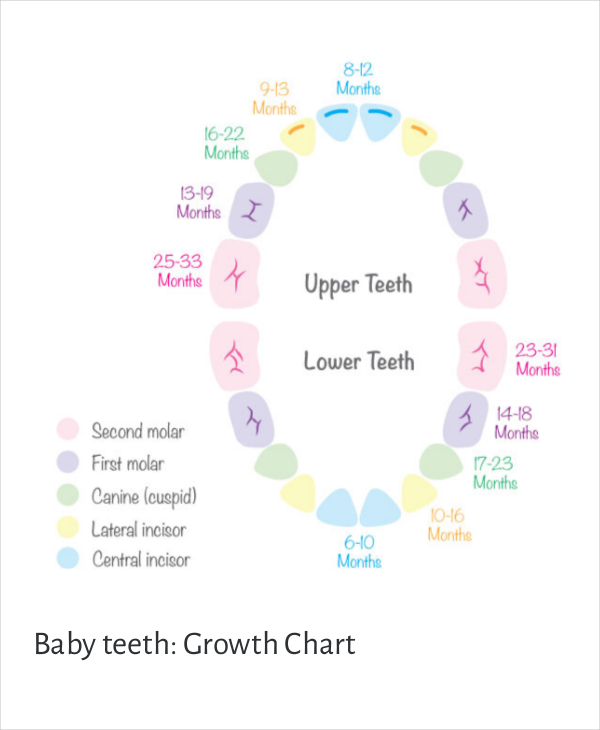 7+ Baby Teeth Growth Chart Templates   Free Sample, Example 