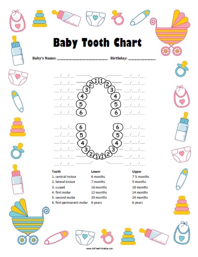 Baby Tooth Chart   Free Printable   AllFreePrintable.com