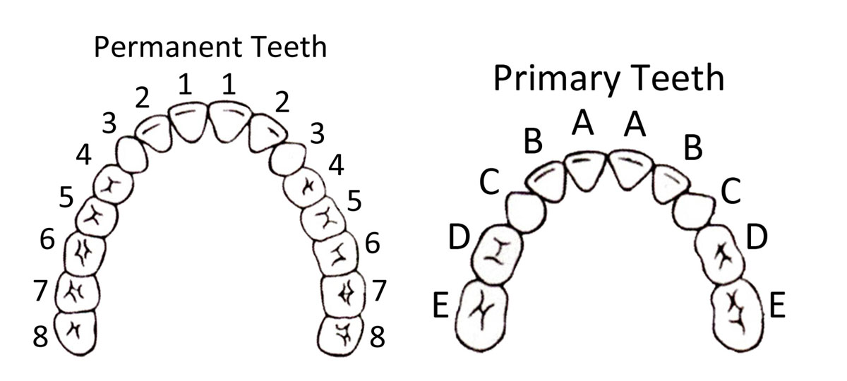 11+ Teeth Chart Templates | Sample Templates