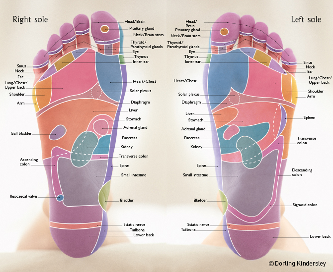 Reflexology Foot Map | Reflexology Information