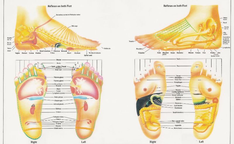 31 Printable Foot Reflexology Charts & Maps   Template Lab