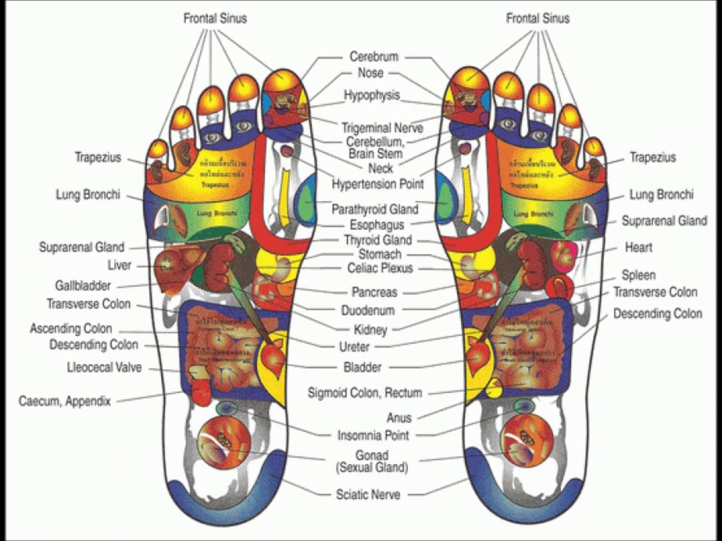 Foot Reflexology Map for Beginners (10)   YouTube