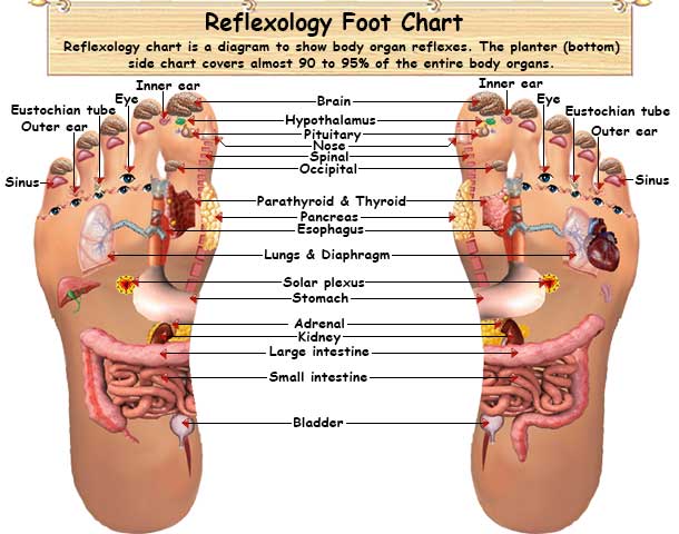▷ *** Gratis Download 5 Best Foot Reflexology Chart! ✅(Updated 
